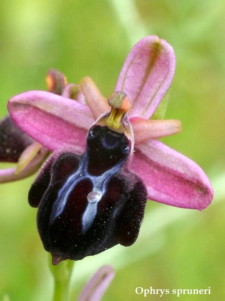 Grecia 23_25 aprile 2016  un fine settimana tra le orchidee.